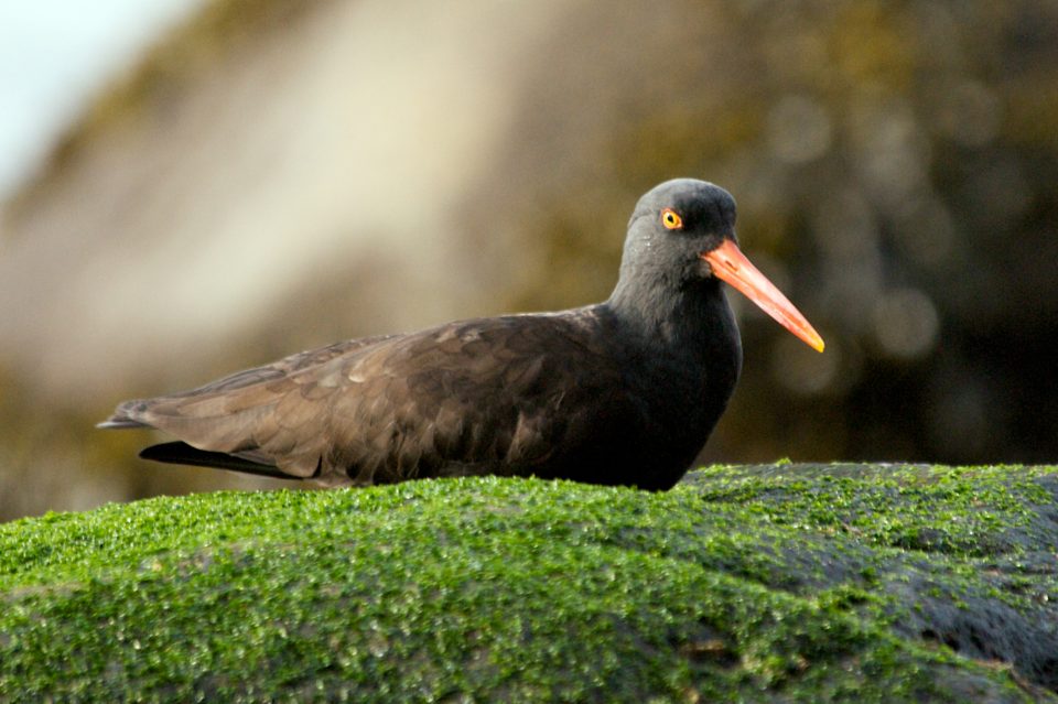 Red Beak Green Algae