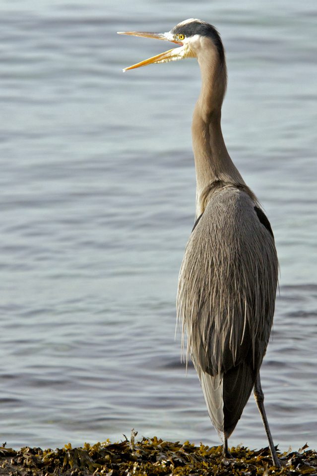 Heron