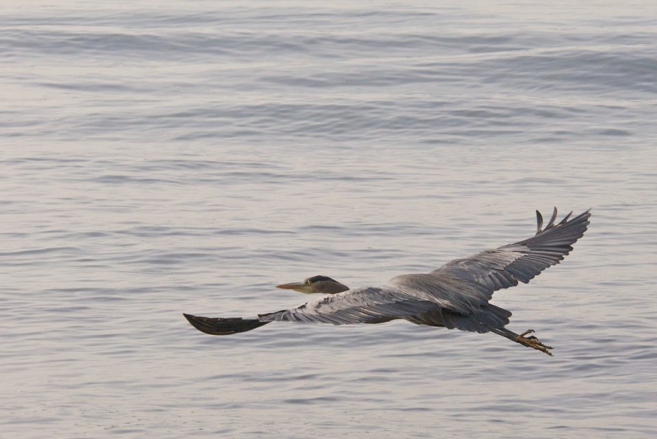 Heron Mid Flight