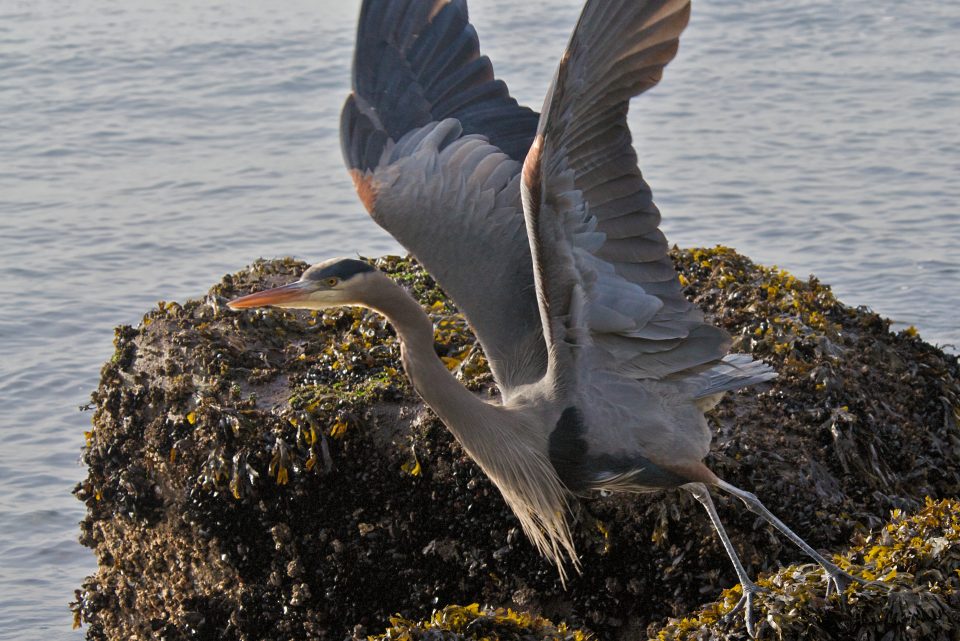 Heron Takes Flight