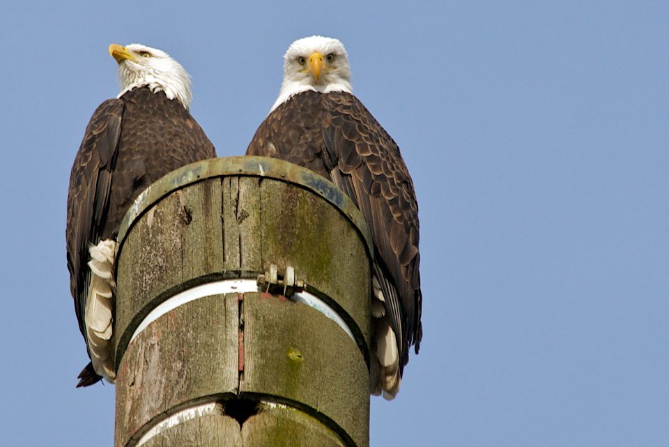 Pair of Bald Eagles