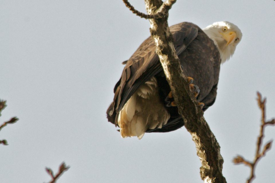 Bald Eagle Looks Down At You