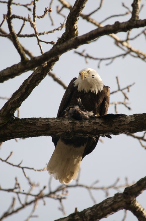 Bald Eagle Eating A Crow