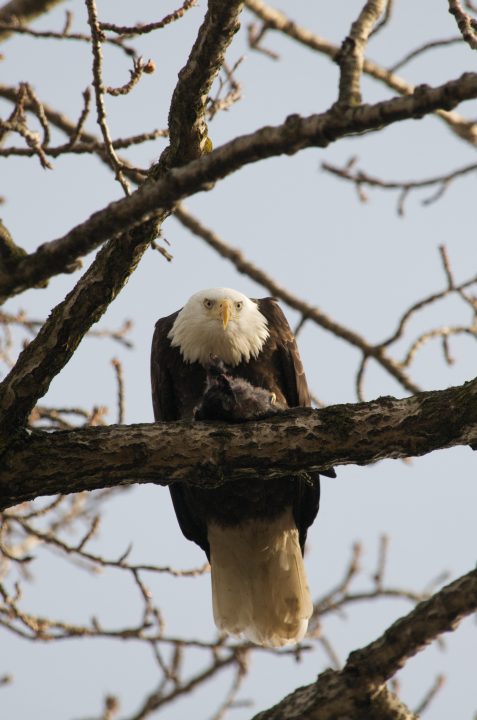 Bald Eagle Eating A Crow