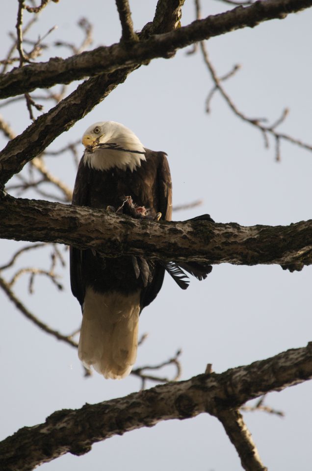 Bald Eagle Eating A Crow