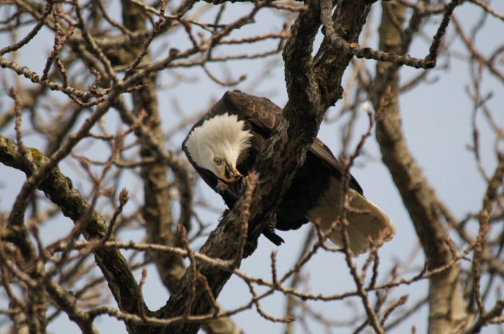 Bald Eagle Eating A Crow