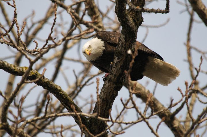 Bald Eagle Eating A Crow