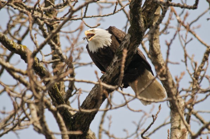 Bald Eagle Eating A Crows Feet