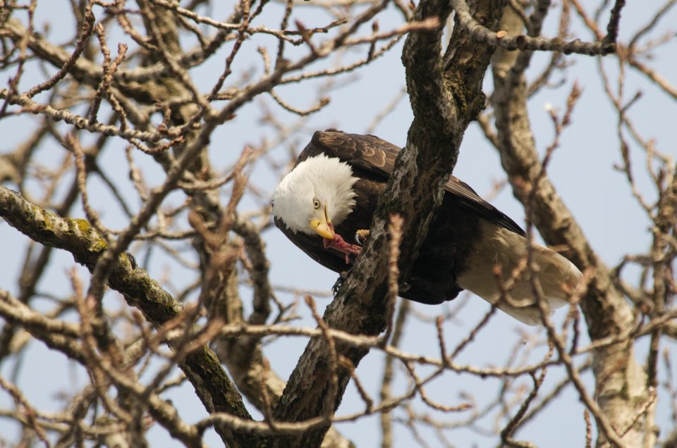 Bald Eagle Eating A Crow