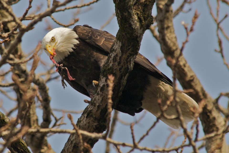 Bald Eagle Eating a Crow's Foot