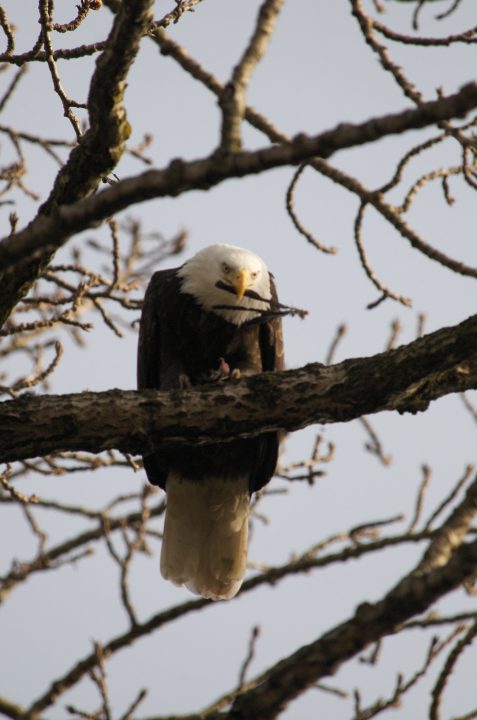 Bald Eagle Eating A Crow’s Feathers