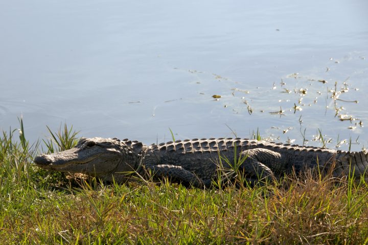 Alligator