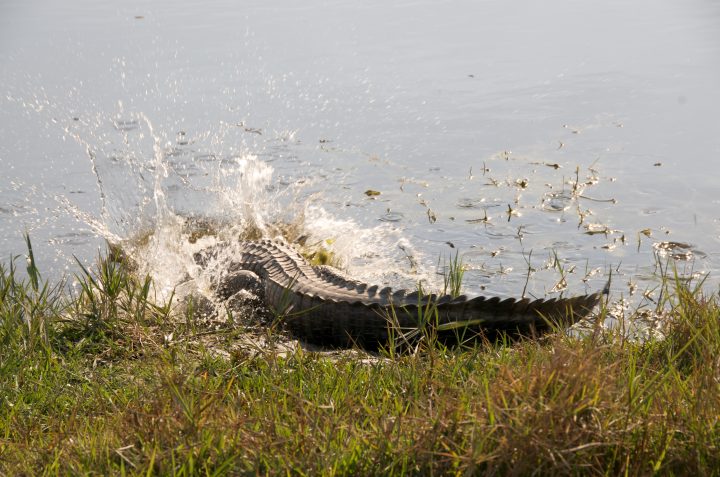 Alligator