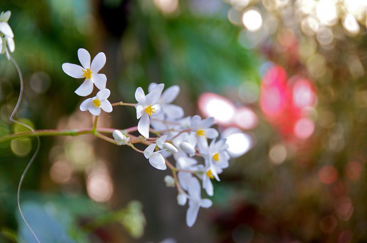 Little Flowers