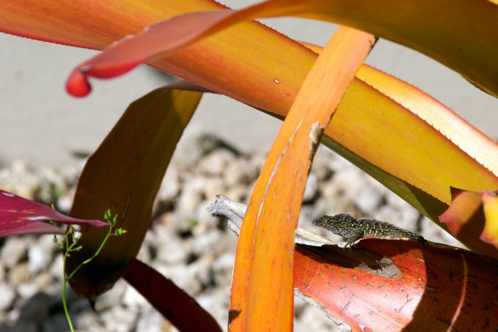 Spot the Gecko