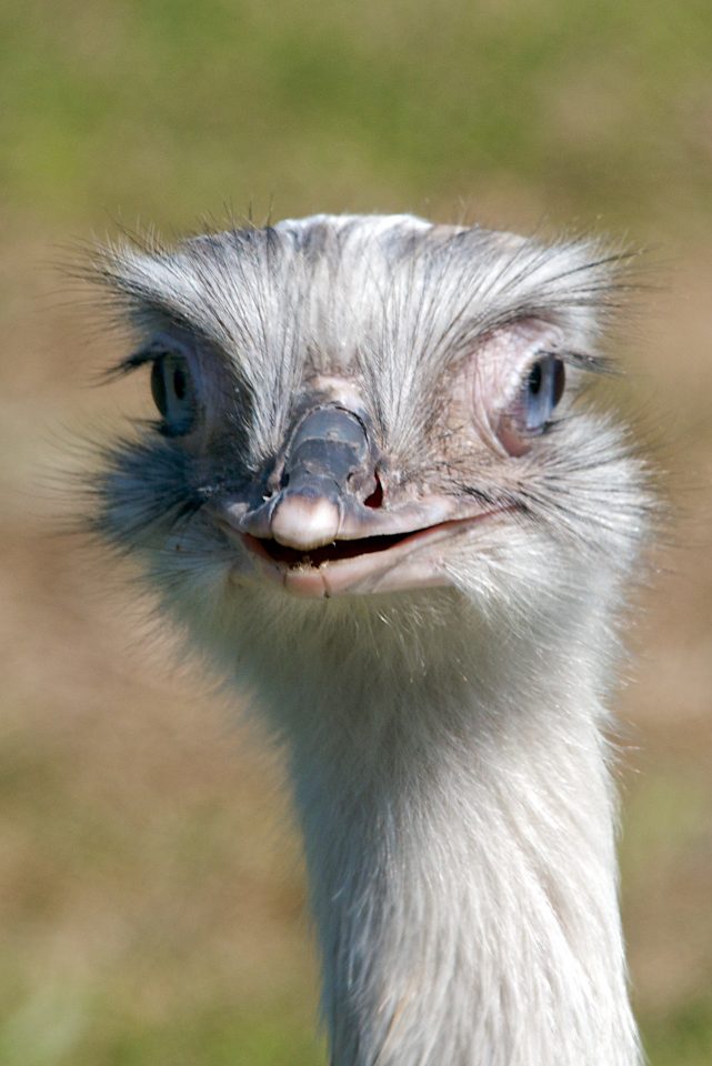 Ostrich