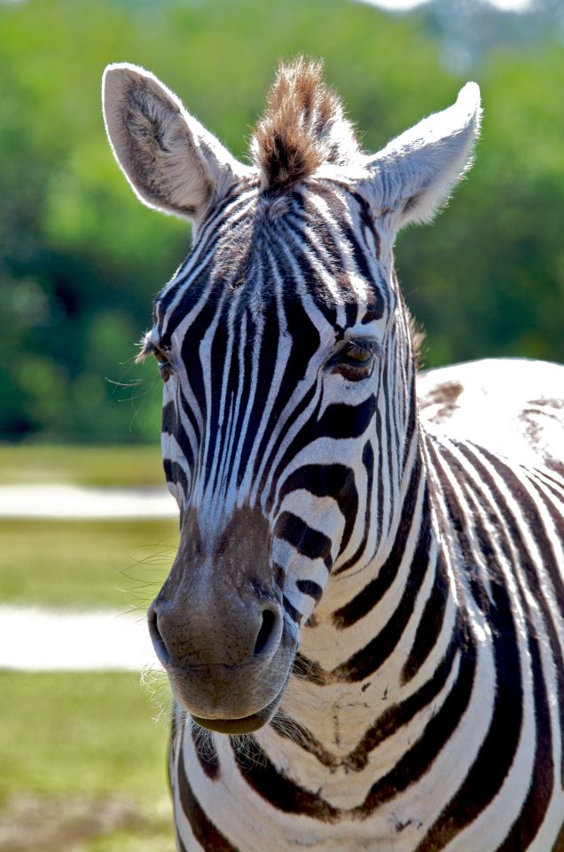 Zebra