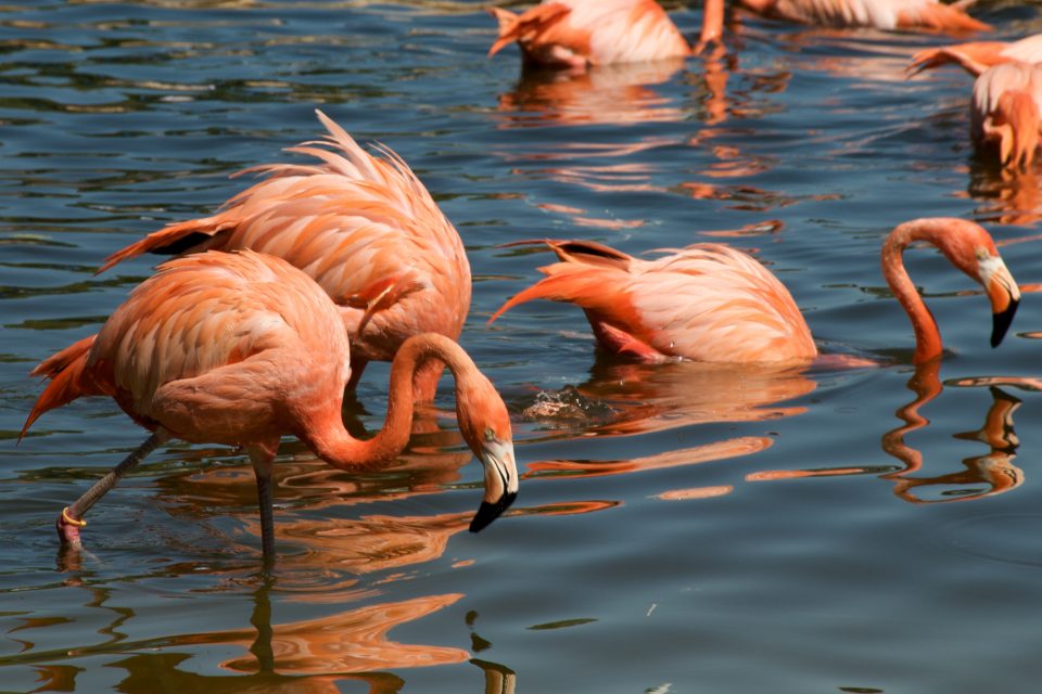 Pink Flamingos