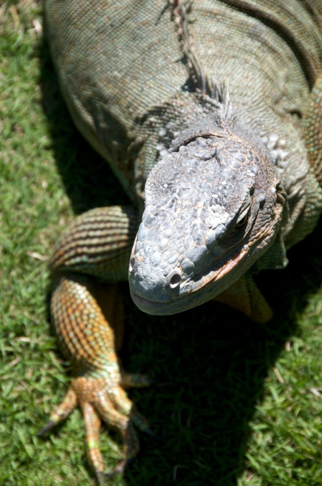 Iguana