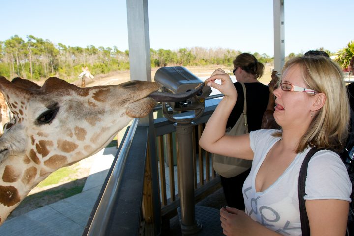 Giraffe Tongue