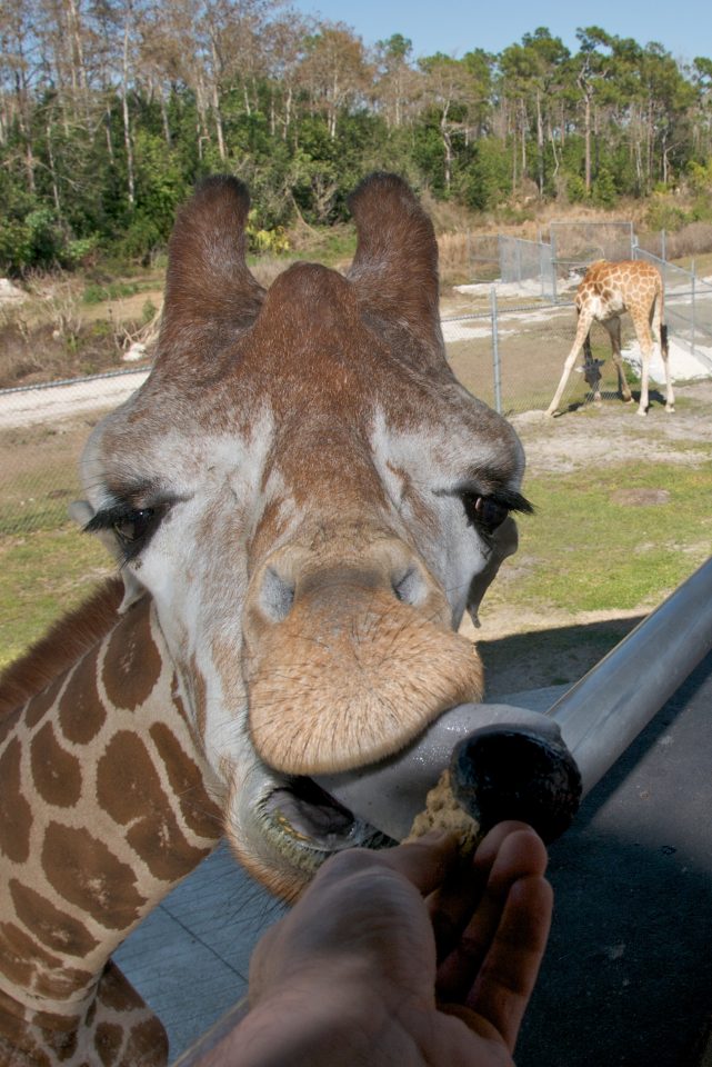 Feeding a Giraffe