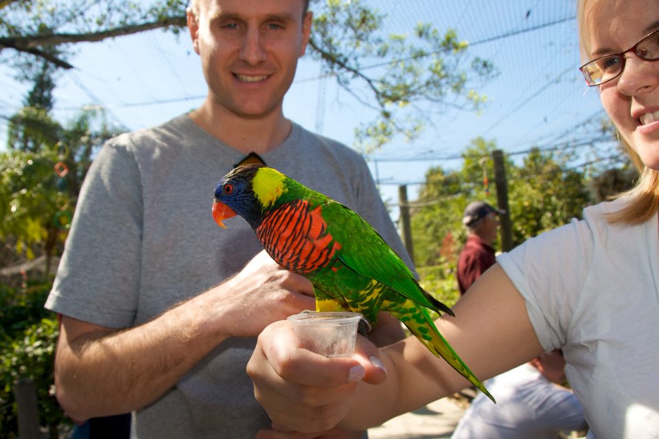 Colorful Bird