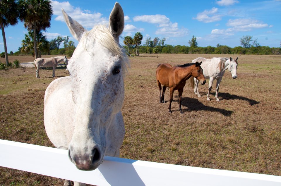 Horses