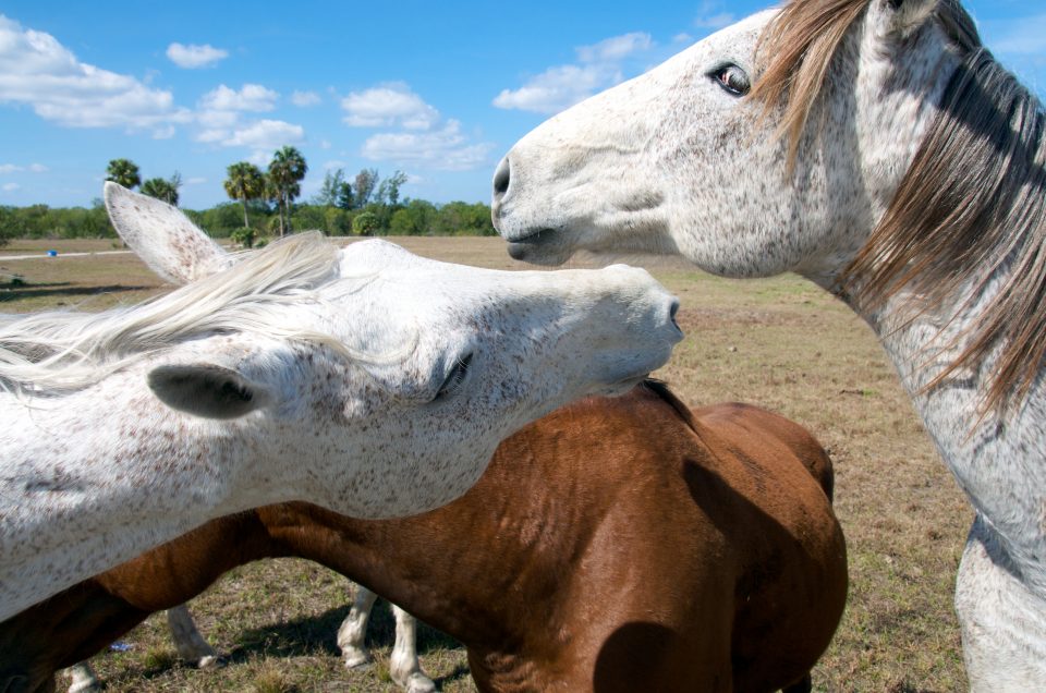 Horses