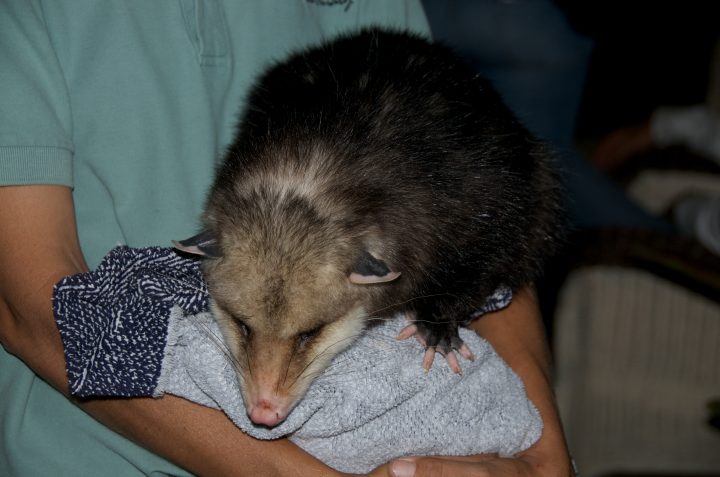 Possum