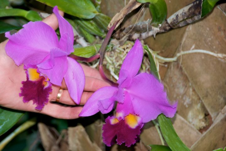 Orchids