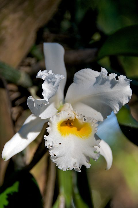 Orchid