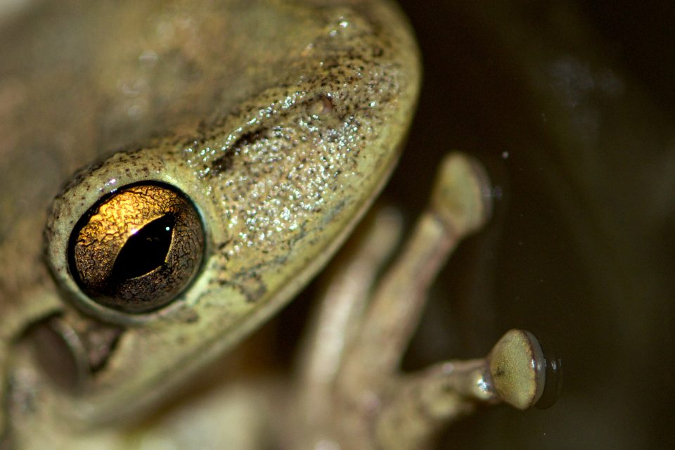 Tree Frog Closeup