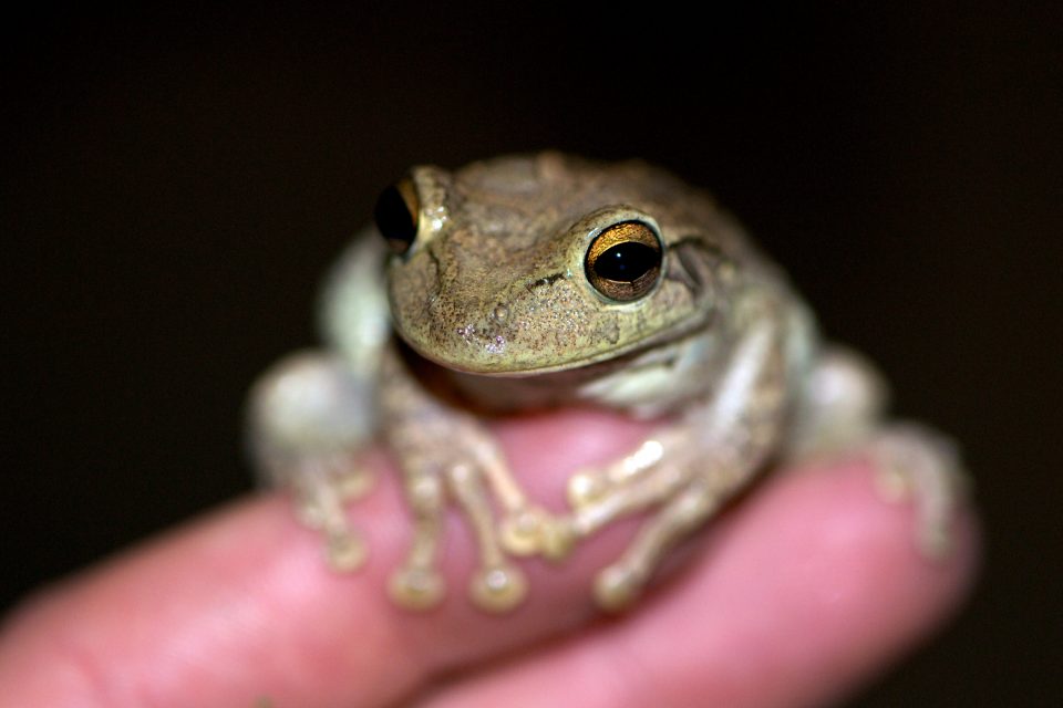 Fragile Little Frog And Hand