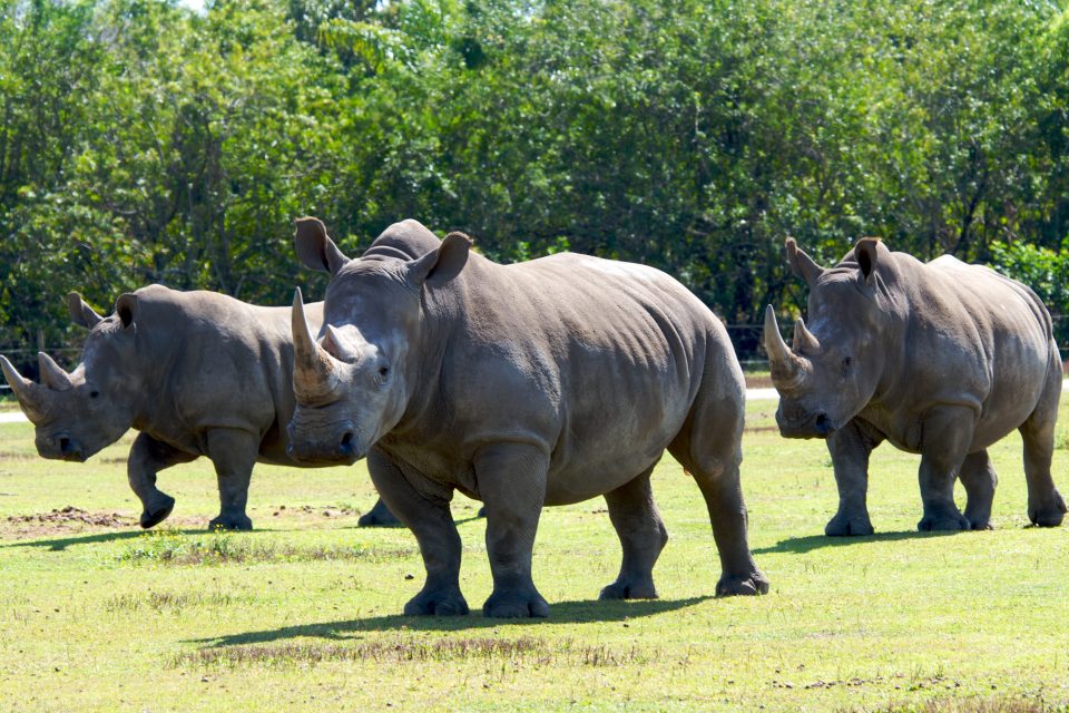 Rhinos