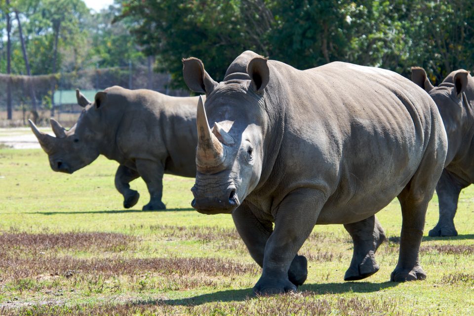 Rhinos