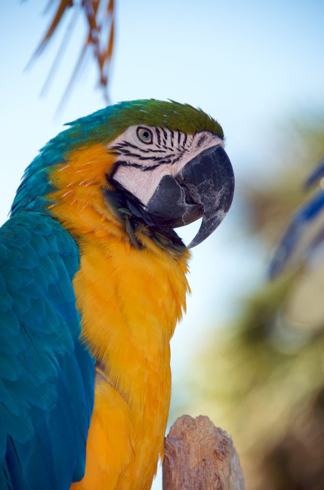 Macaw Parrot