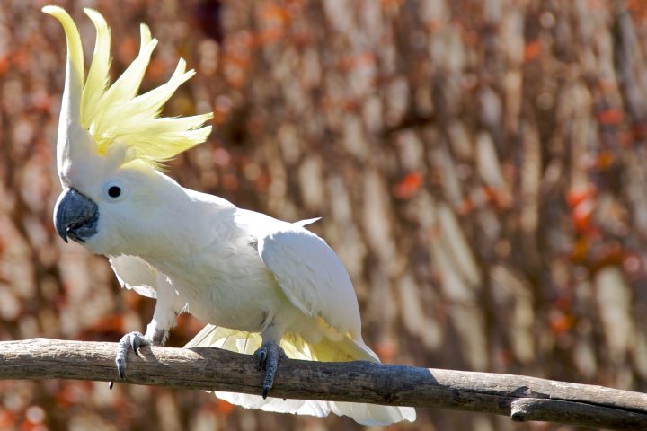 Parrot