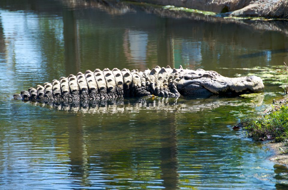 Huge Alligator