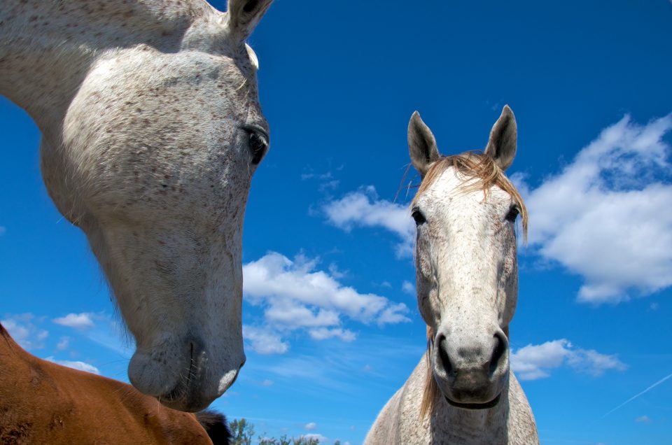 Horses