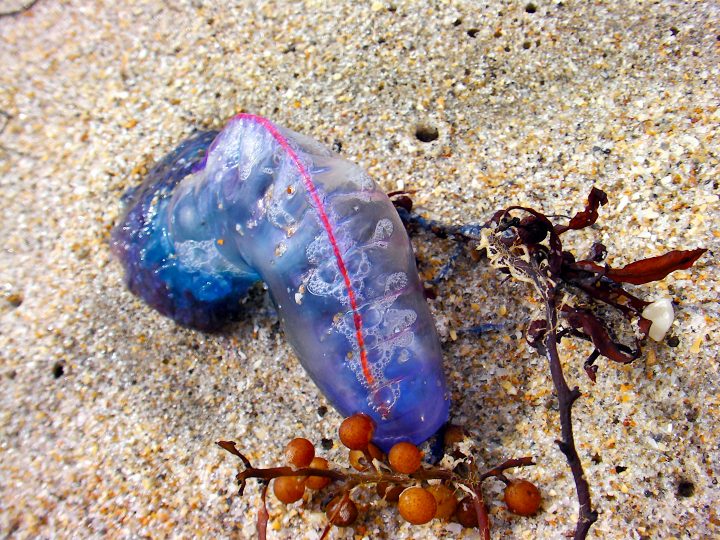Man o’ War