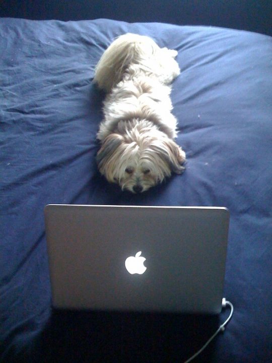 dog using computer checkin mah mails, fap fap fap