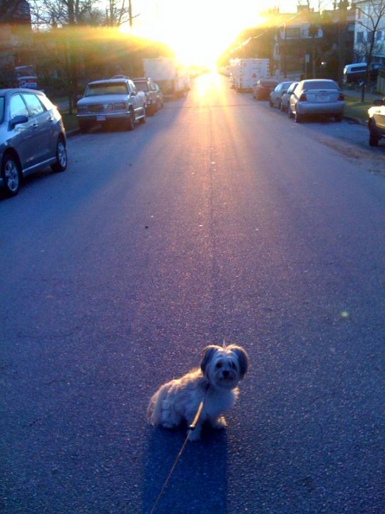 Out with the dog