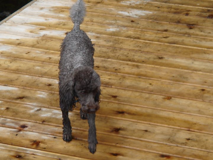 coco looks liek a little rat ;)