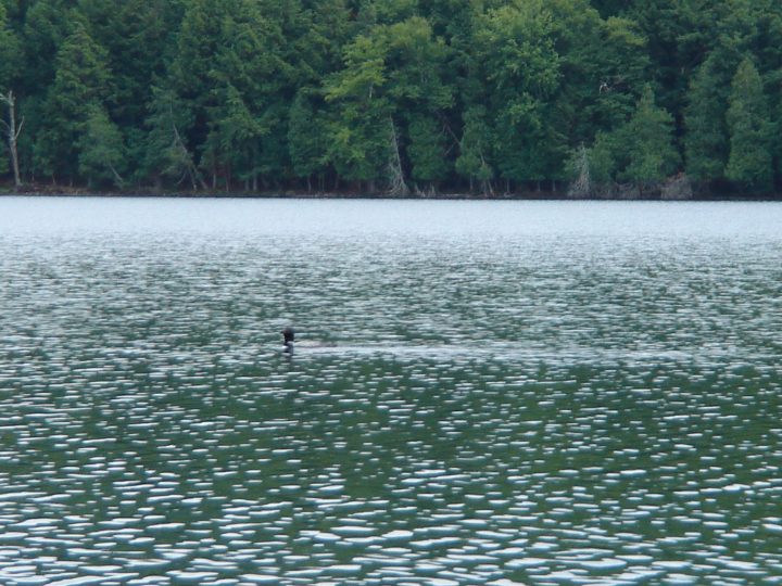 enough of the damn loons