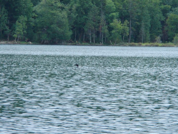 loonie loon