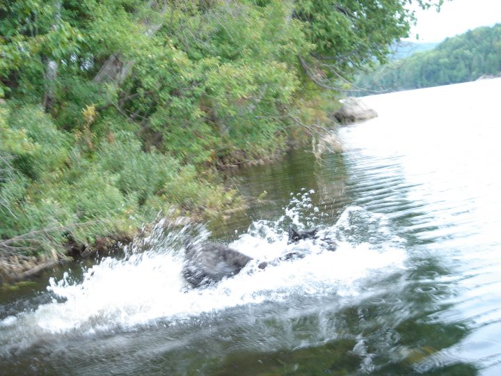 yuka dives in