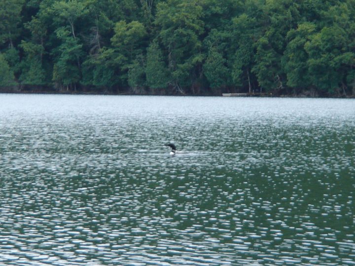loons