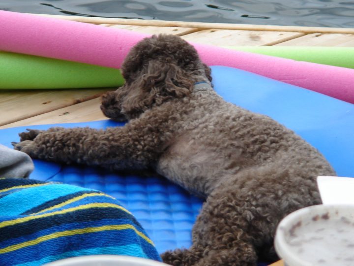 coco takes a nap