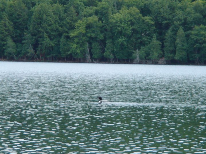 loon.