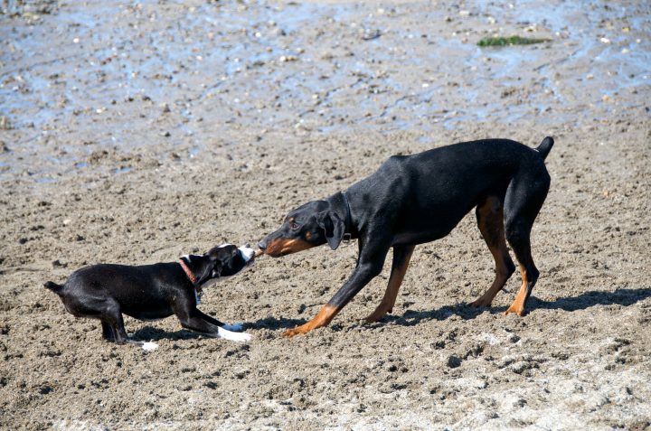 Dog Tug o War